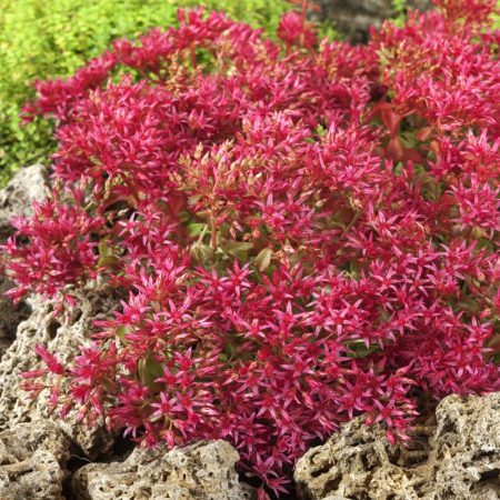 Dragon's Blood, Sedum Seeds