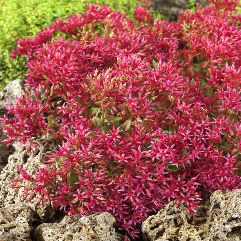 Dragon's Blood, Sedum Seeds