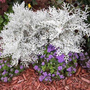Dusty Miller, Silver Lace Seeds