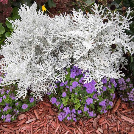 Dusty Miller, Silver Lace Seeds