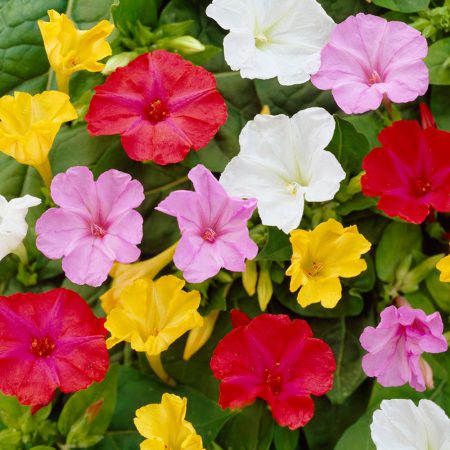 Four O'Clocks, Mixed Colors Seeds