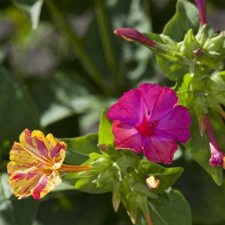 Four O'Clocks, Mixed Colors Seeds