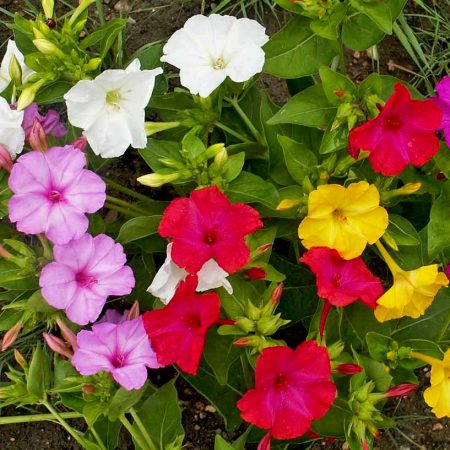 Four O'Clocks, Mixed Colors Seeds