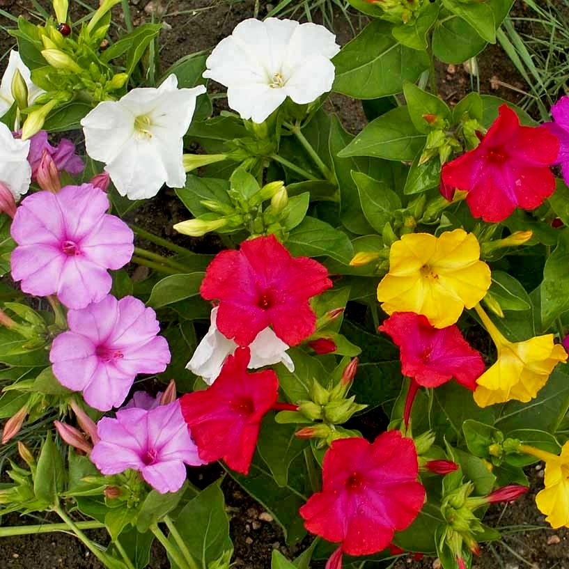 Four O'Clocks, Mixed Colors Seeds