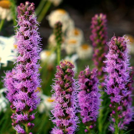 Gayfeather Seeds