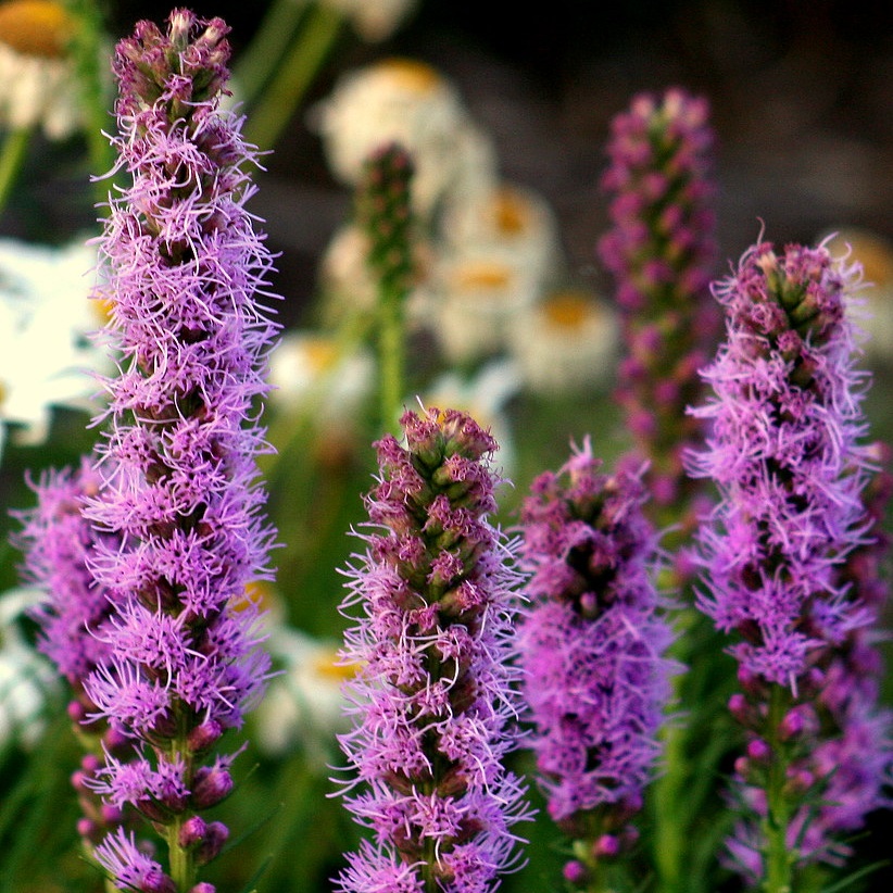 Gayfeather Seeds