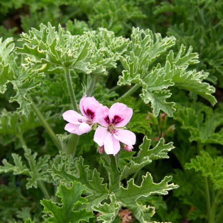 Scented Geranium