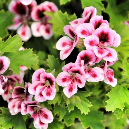 Scented Geranium