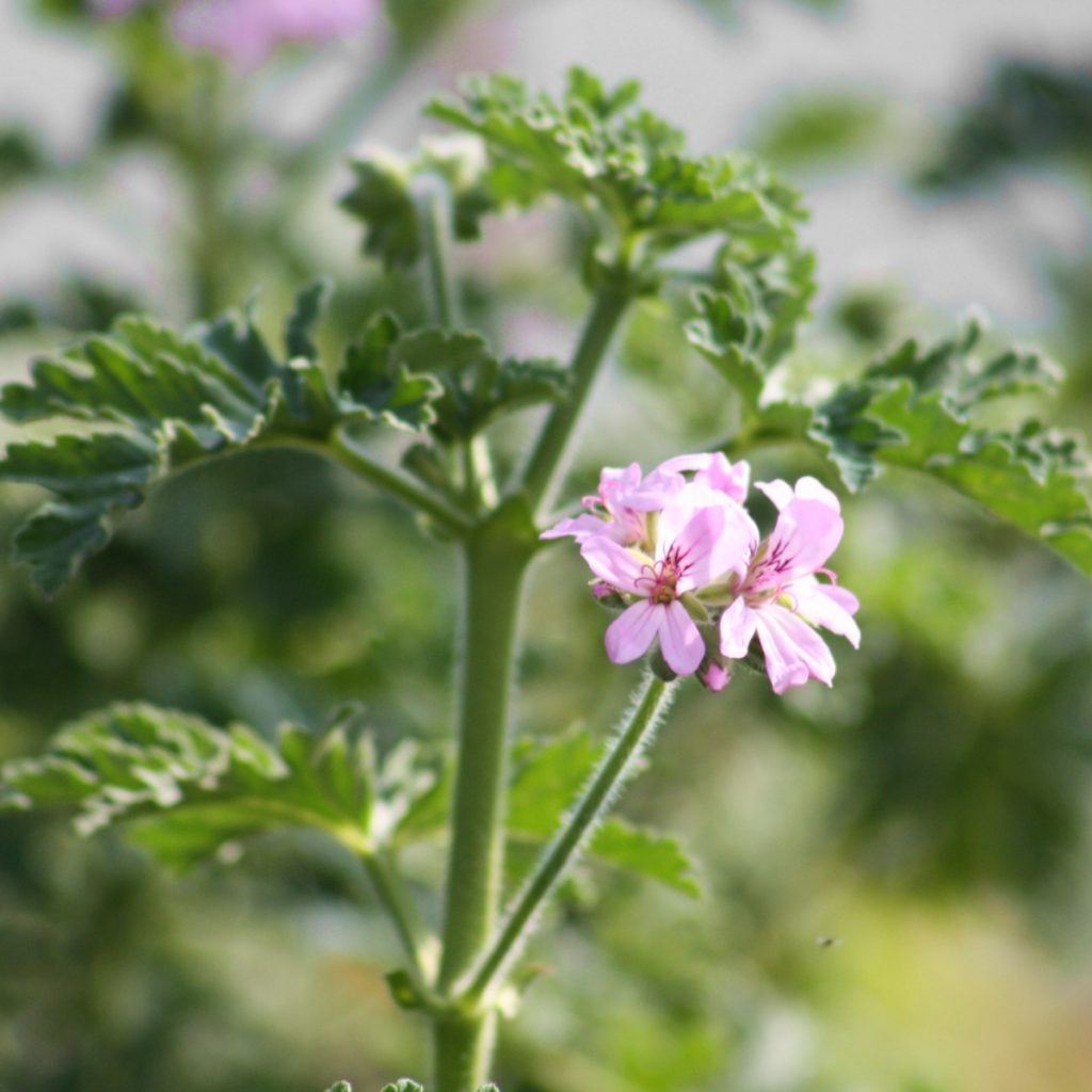 Scented Geranium