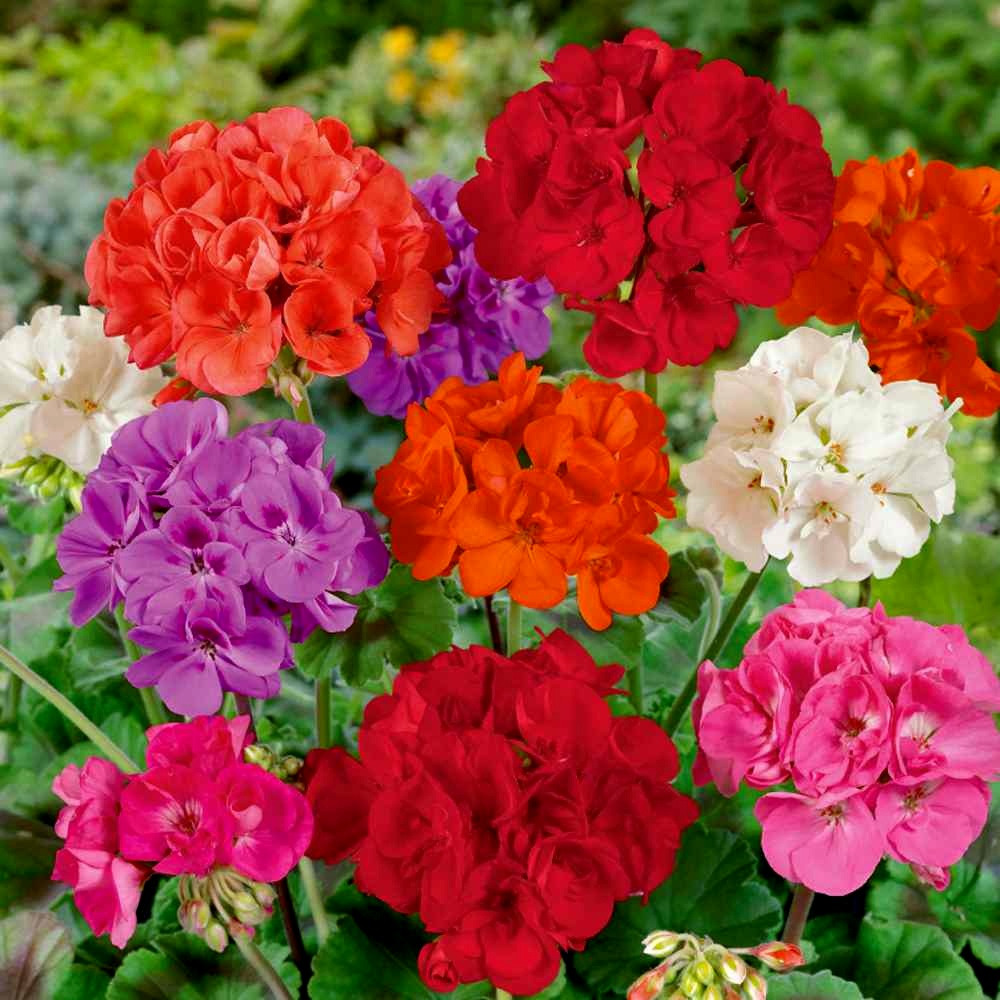 Geraniums, Mixed Colors Seeds