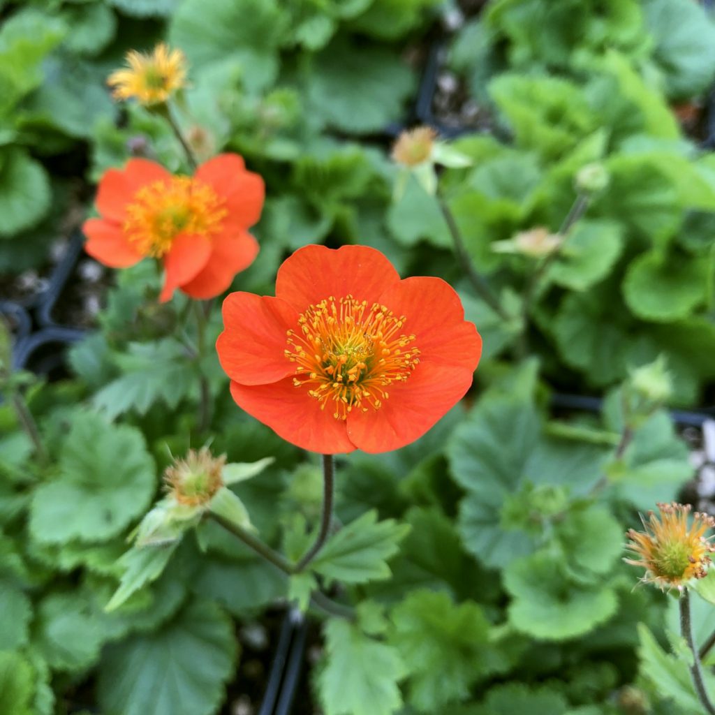 Geum Seeds