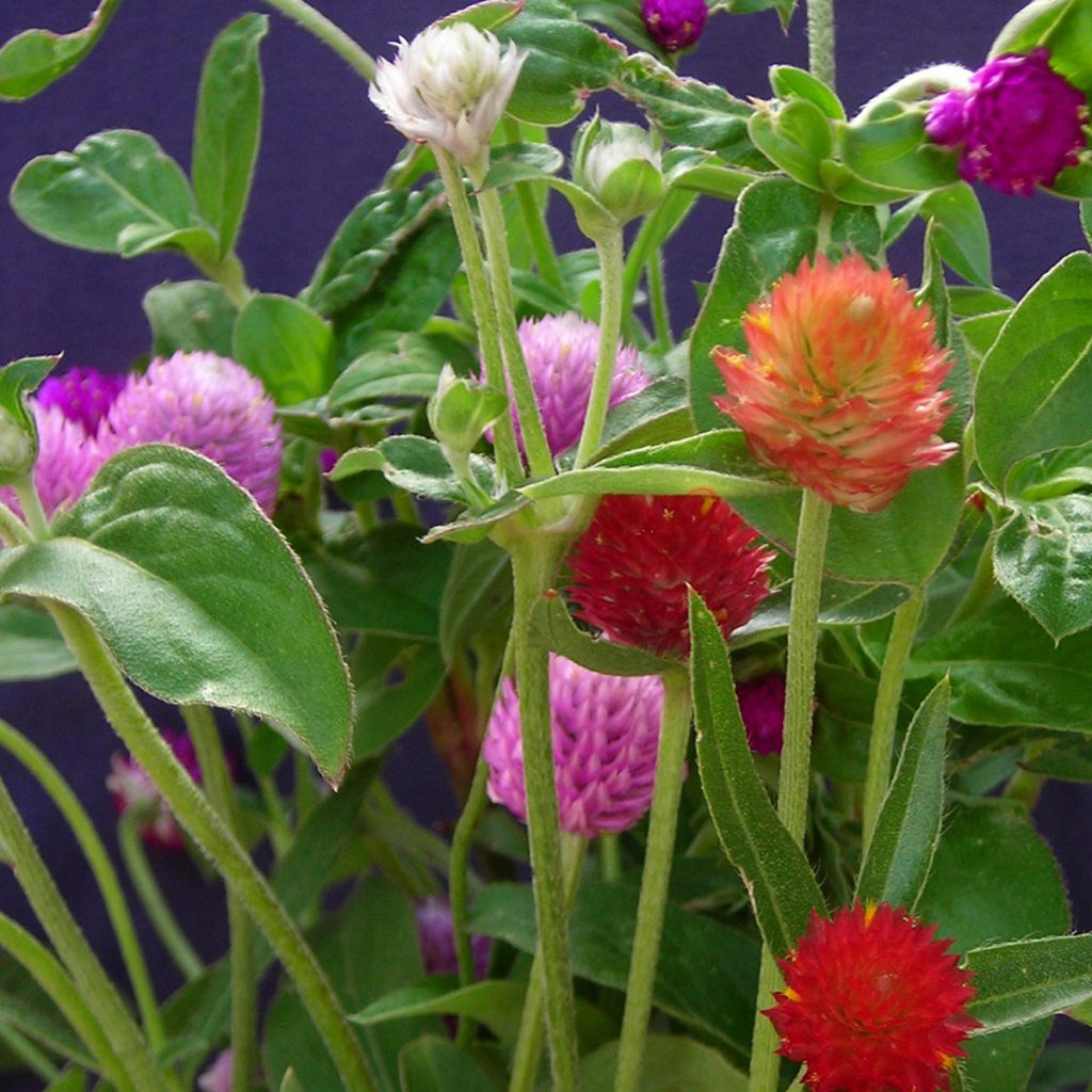 Globe Amaranth, Mixed Colors Seeds
