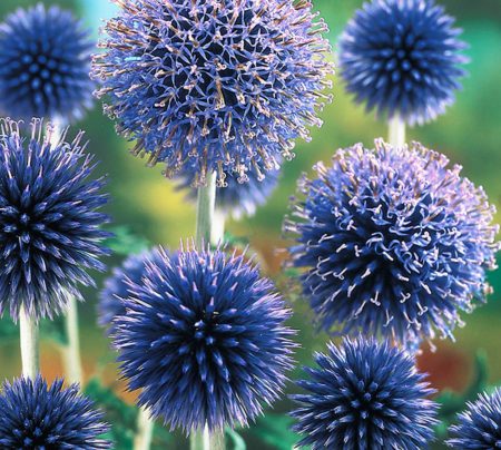 Globe Thistle, Echinops Ritro Seeds