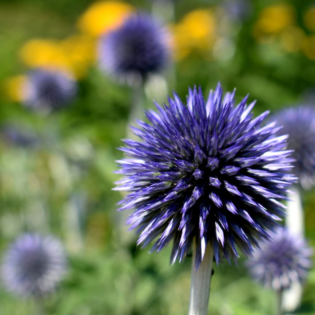 Globe Thistle, Echinops Ritro Seeds
