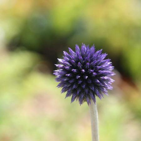 Globe Thistle, Echinops Ritro Seeds