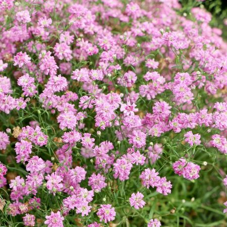 Gypsophila Double, Pink Seeds