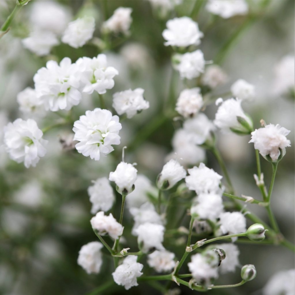 Gypsophila Double, White Seeds