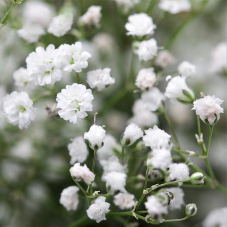 Gypsophila Double, White Seeds