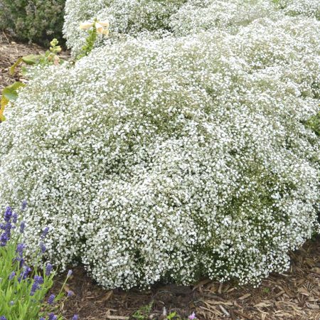 Gypsophila Double, White Seeds