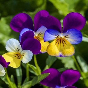 Johnny Jump-Ups Seeds