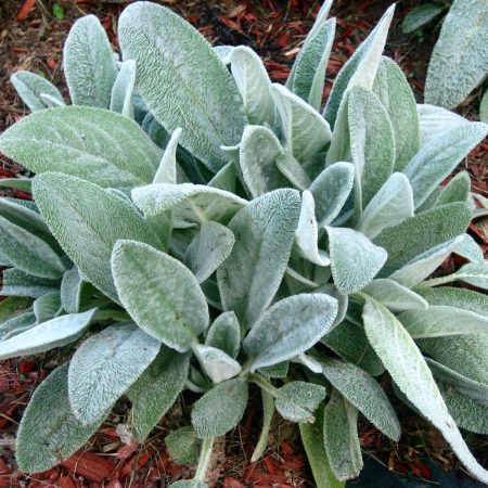 Lamb's Ear, Wooly Seeds
