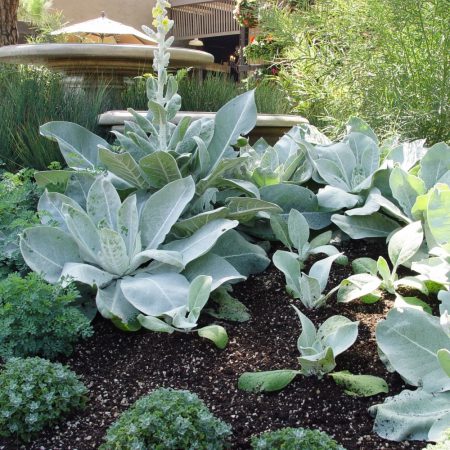 Lamb's Ear, Wooly Seeds