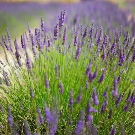 Lavender, Hidcote Seeds
