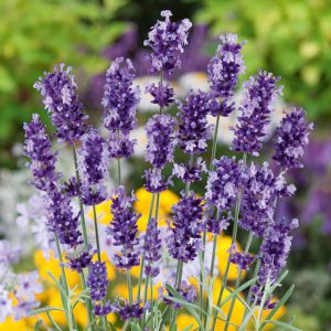 Lavender, Hidcote Seeds