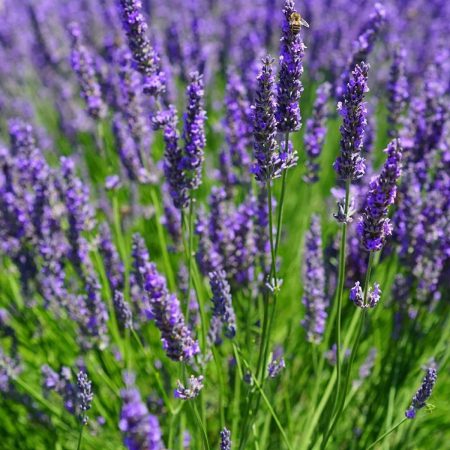 Lavender, Lavandula Seeds