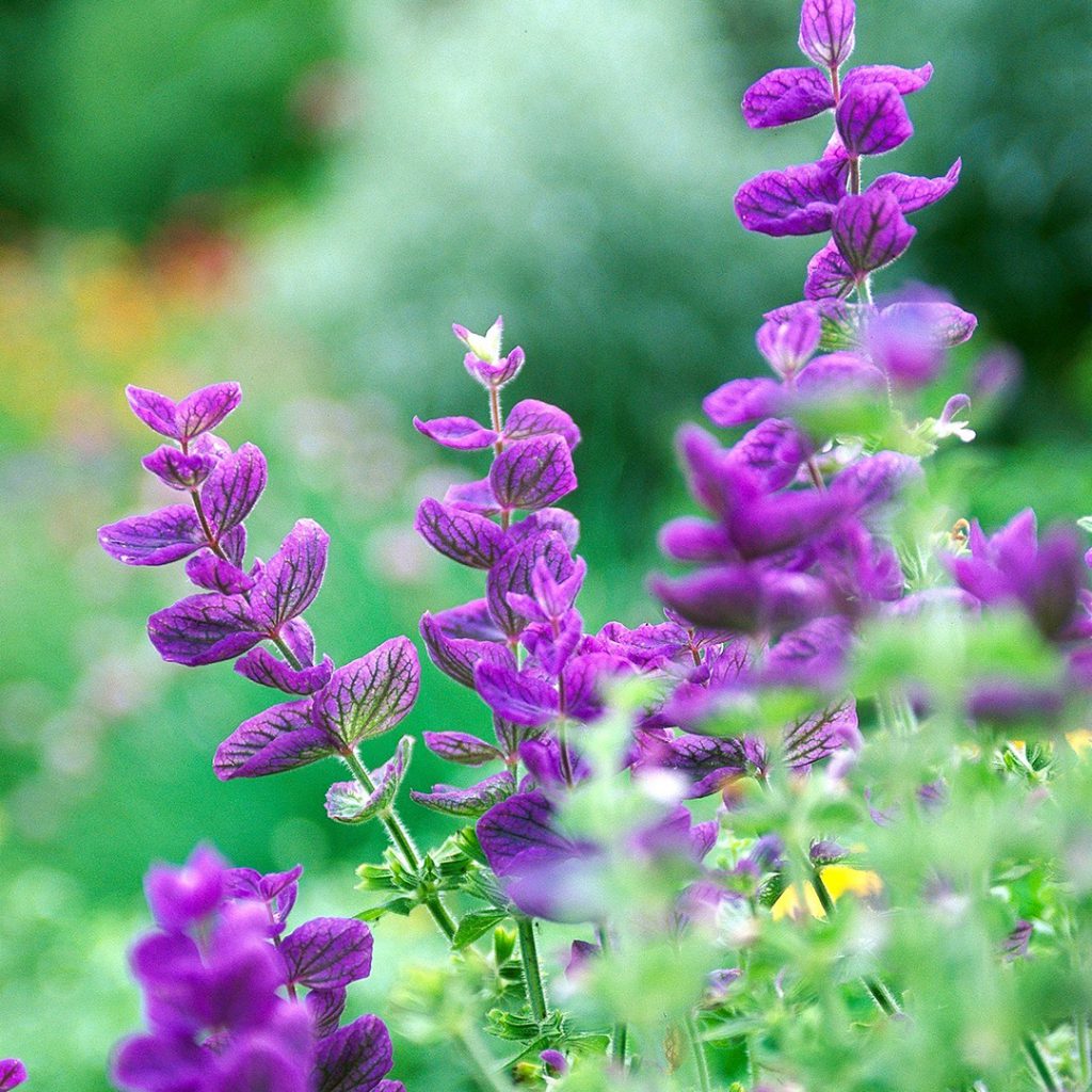 Lavender, Lavandula Seeds