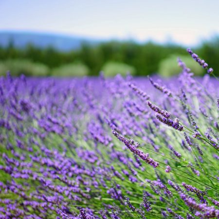 Lavender, Lavandula Seeds