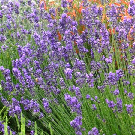 Lavender, Munstead Seeds