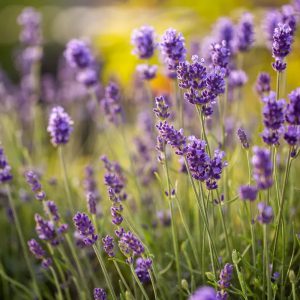 Lavender, Munstead Seeds