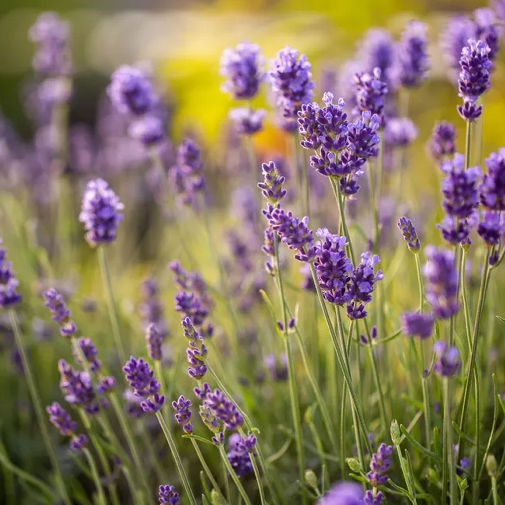 Lavender, Munstead Seeds