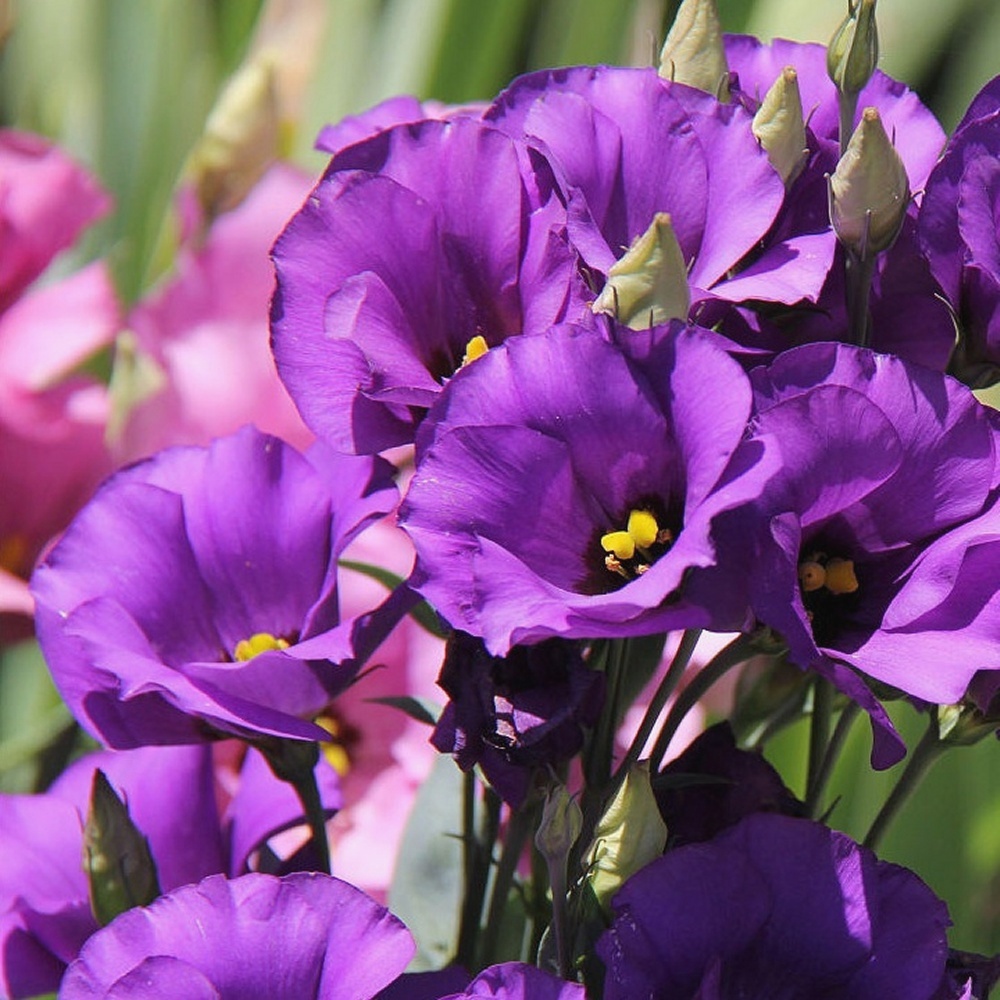 Lisianthus Lion, Blue Seeds