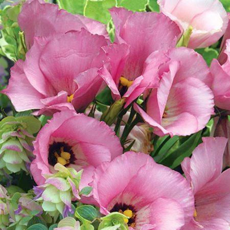 Lisianthus Lion, Pink Seeds