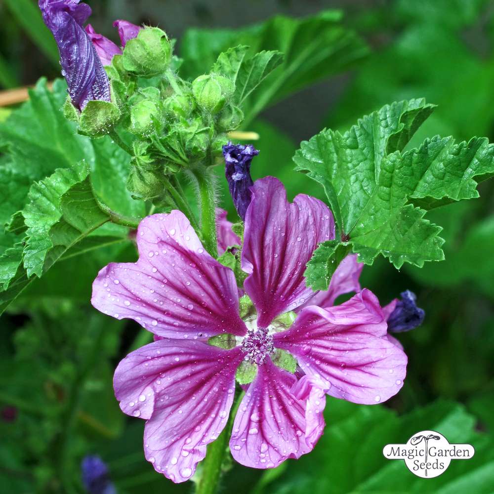 Mallow Seeds