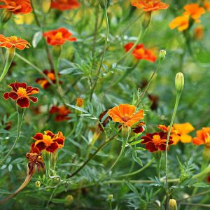 Marigolds, Tagetes Seeds