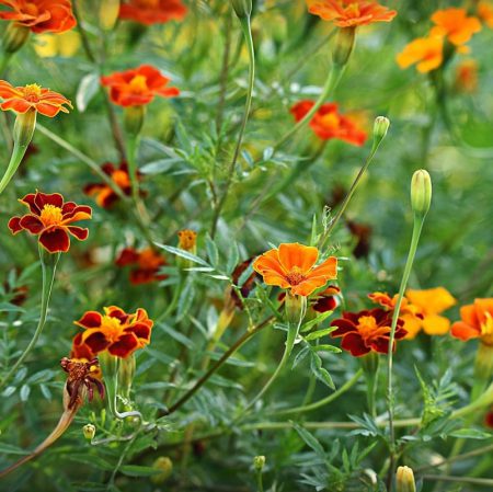 Marigolds, Tagetes Seeds