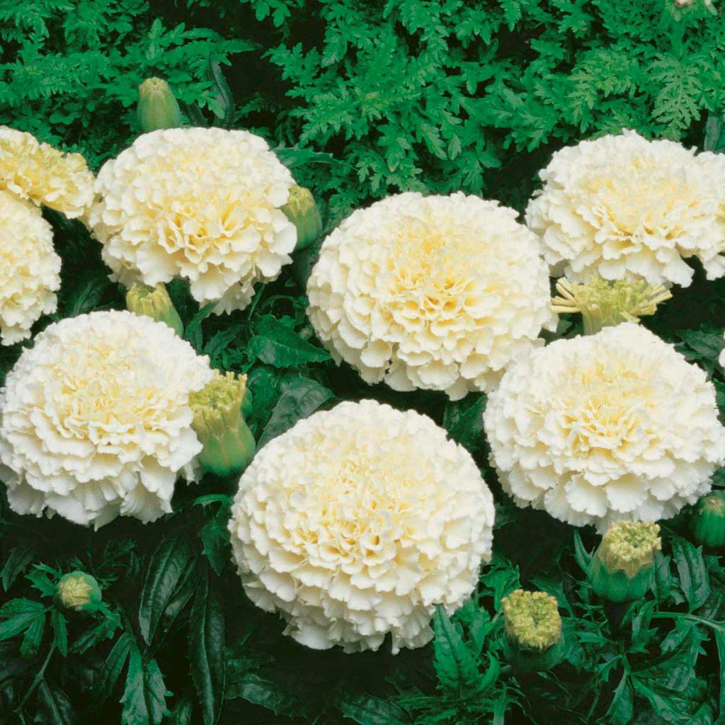 Marigolds, White Seeds