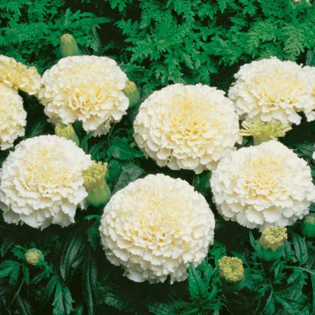 Marigolds, White Seeds