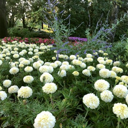 Marigolds, White Seeds