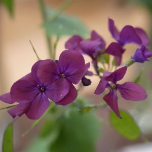 Lunaria (Money Plant) Seeds
