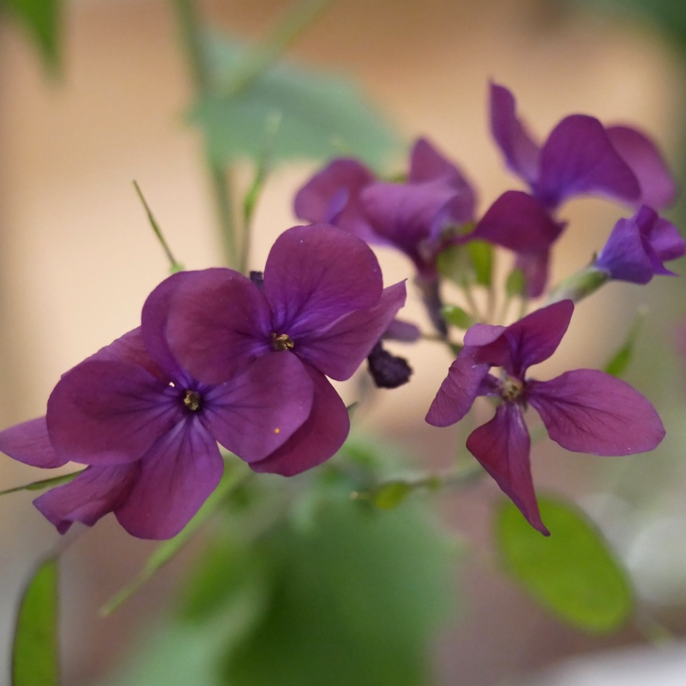 Lunaria (Money Plant) Seeds