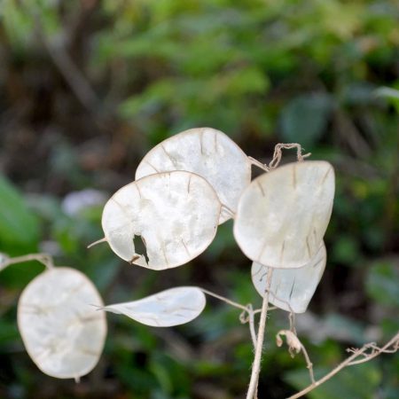 Lunaria (Money Plant) Seeds