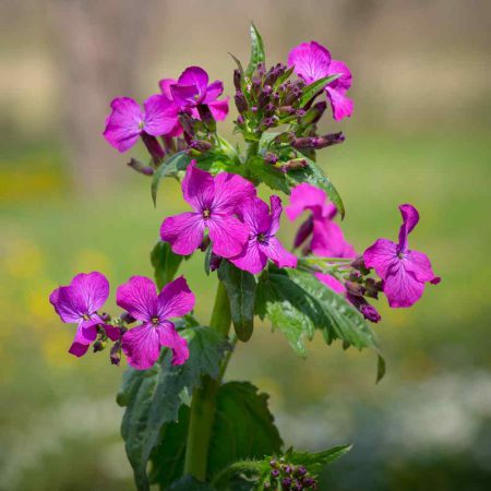 Lunaria (Money Plant) Seeds