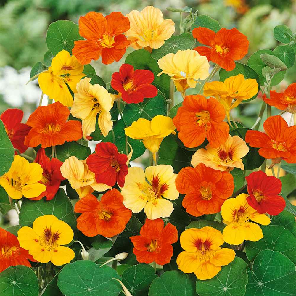 Nasturtium, Mixed Colors Seeds