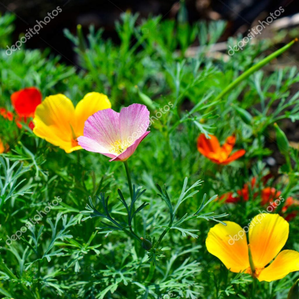 Poppy, California, Mixed Colors Seeds