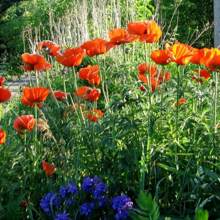 Poppy, Oriental Papaver Seeds