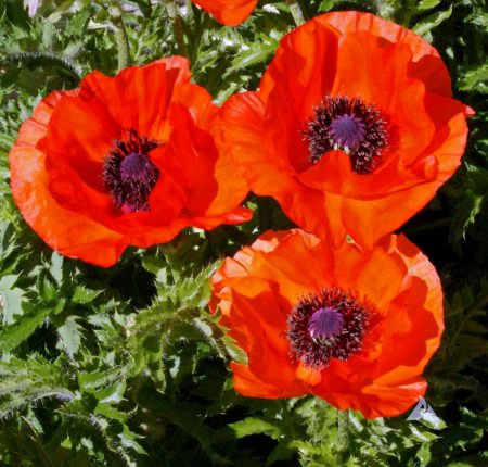 Poppy, Oriental Papaver Seeds